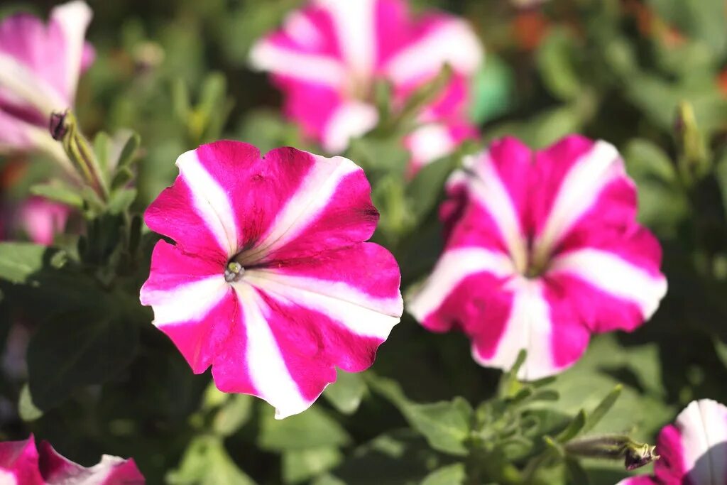 Петуния amore. Петуния Аморе Джой. Петуния Amore Fiesta. Петуния Petunia Amore. Петуния вегетативная Аморе Джой.