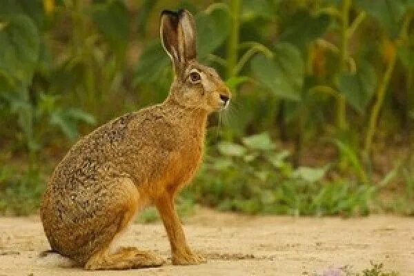 Дикие животные картинки заяц Rabbit. Visit link for 13 facts on rabbits mandates via BBC Countryfile. Animals