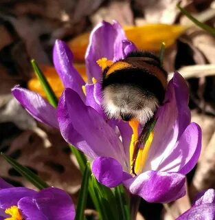 hairy ass 🐝 💮 - Steemit.