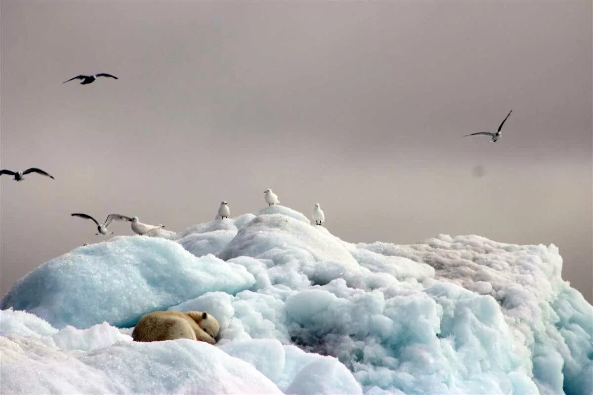 самоедская овчарка. большой белый цветок. белая кошечка. к чему снится большие белые. к чему снится большие белые.