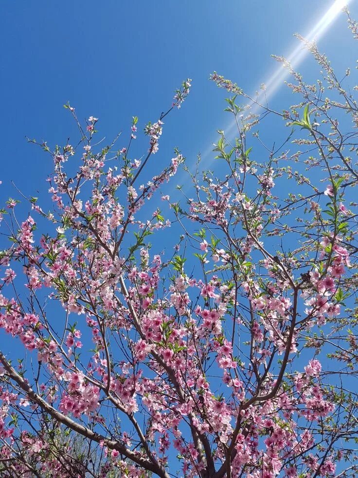 Как цветет персиковое дерево. Дерево нектарин цветет. Цветущее дерево персика. Цветы персикового дерева. Цветущий персик дерево.