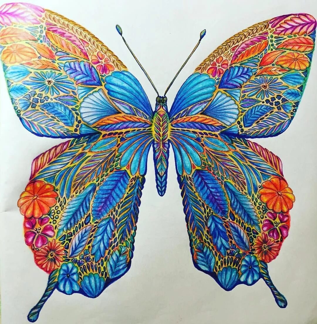 Как выглядит разукрашенная. Милли Маротта бабочки. Милли Маротта в царстве животных Раскрашенная бабочки. Бабочка цветными карандашами. Раскрашенные бабочки.