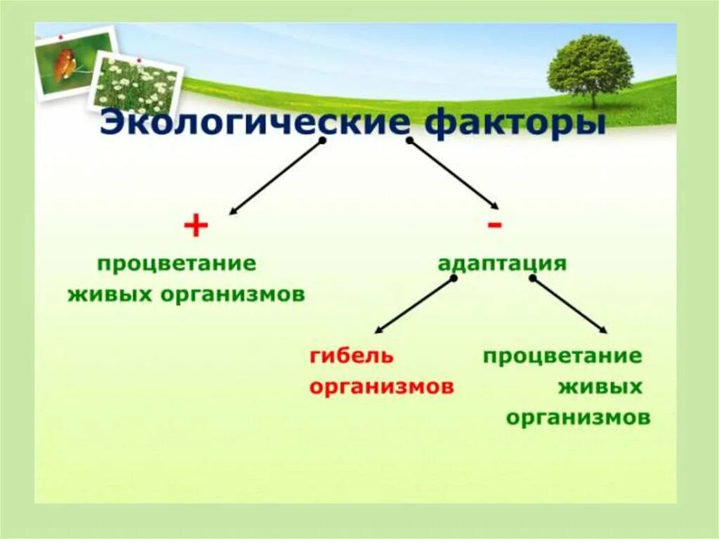 Экологические факторы среды презентация 9 класс. Экологические факторы. Экологические факторы среды. Экологические факторы живых организмов. Экологические факторы 9 класс.