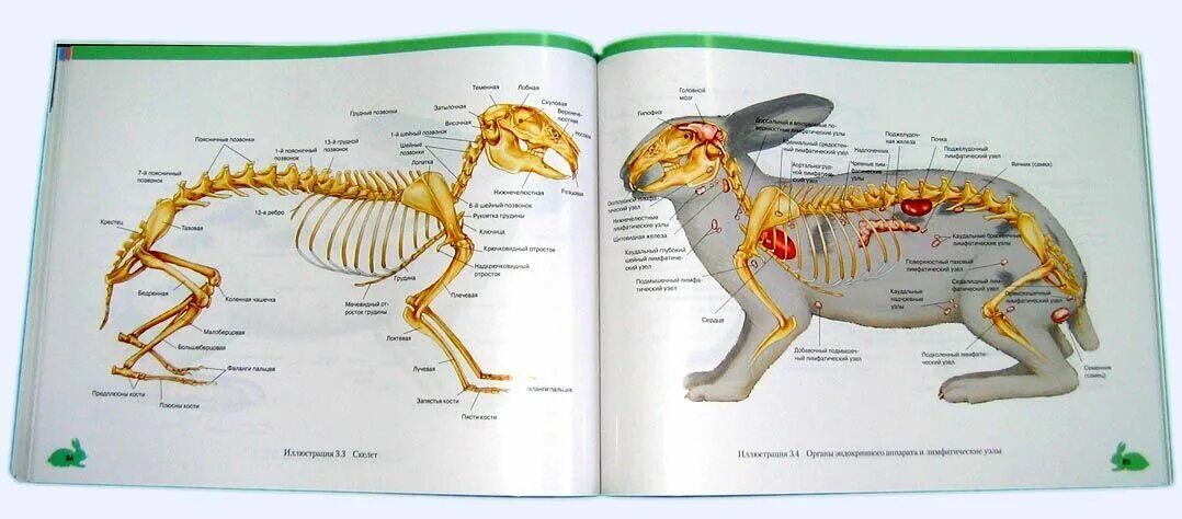 Атлас "анатомия и морфология сельскохозяйственных животных". Атлас анатомии животных. Анатомия животных ветеринария атлас. Атлас анатомии животных. Атлас анатомии животных.