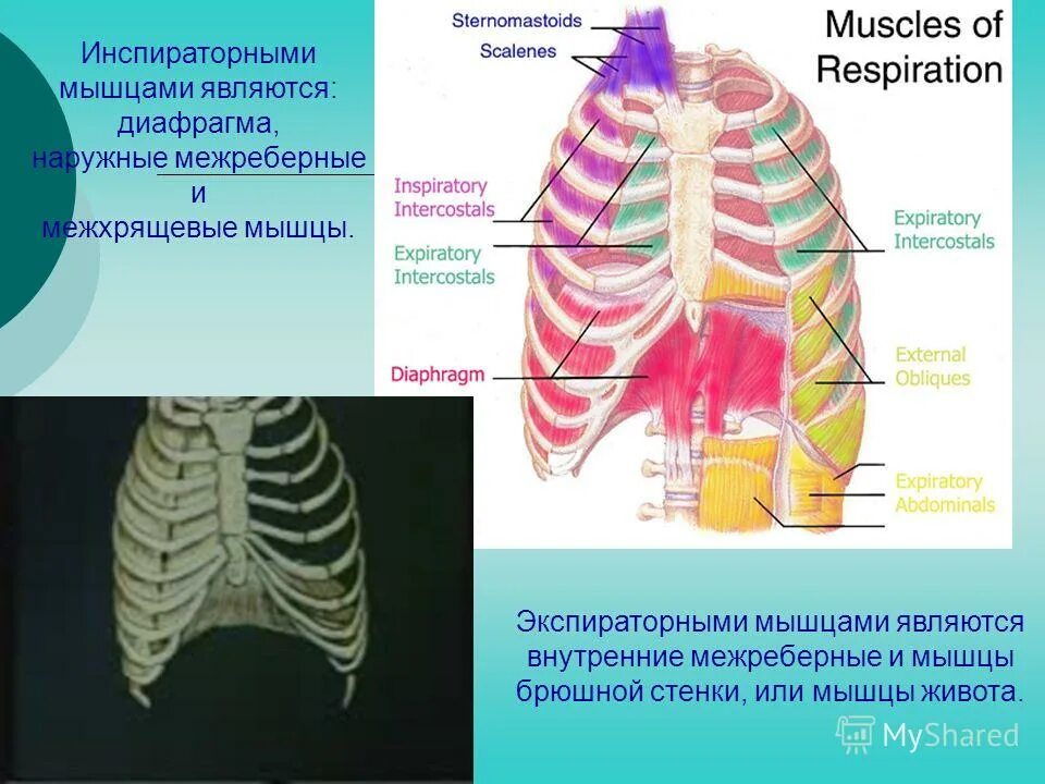 Диафрагма основные дыхательные мышцы. Межреберные мышцы и диафрагма. диафрагма и наружные межреберные мышцы. инспираторные и экспираторные мышцы. внутренние межреберные мышцы диафрагма.
