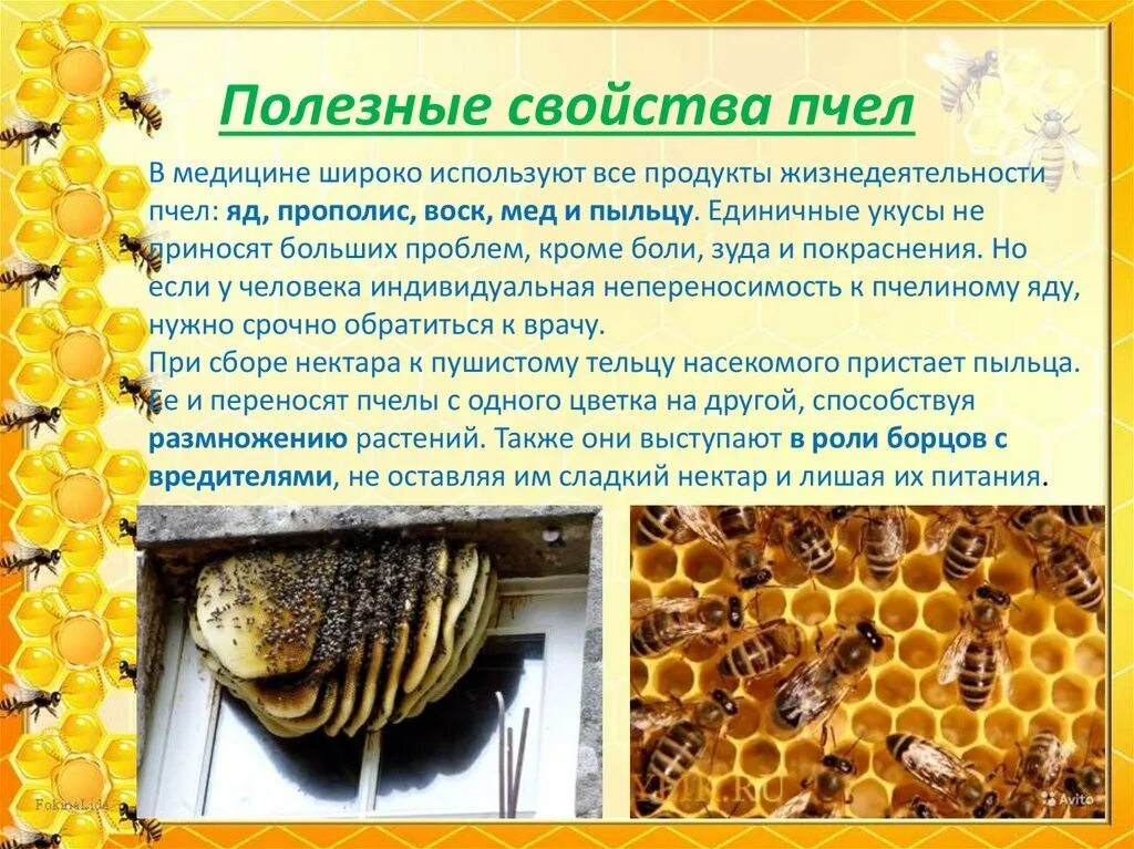 Продукты жизнедеятельности пчел полезные для человека. Полезные продукты пчеловодства. Жизнедеятельность пчел. Пчеловодство презентация. Важная информация о пчелах 2