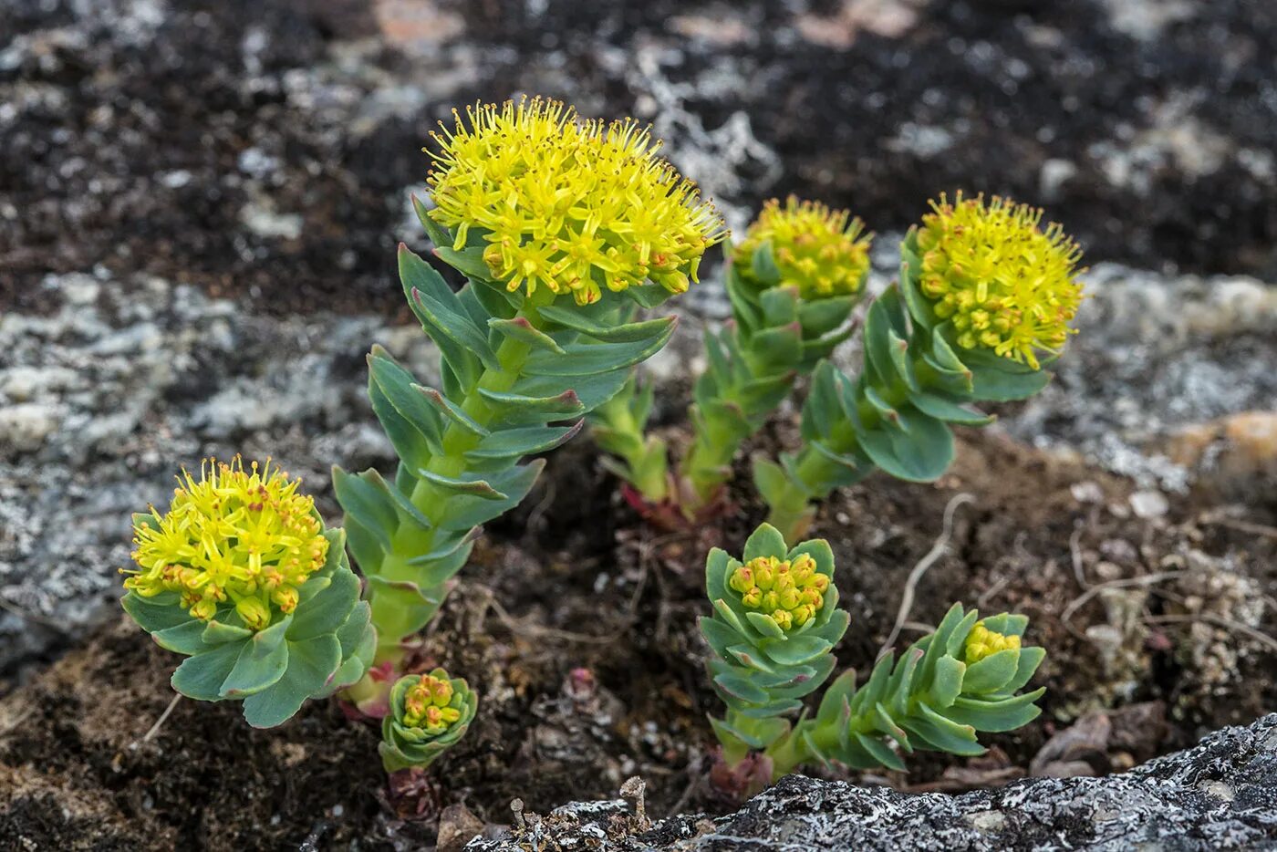 Родиола розовая Rhodiola rosea. Золотой корень Rhodiola rosea. Родиола Арктическая. Родиола Сахалинская.