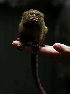 Small monkey
