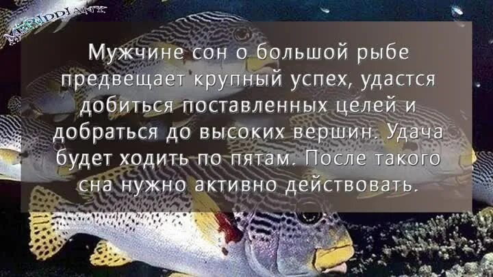 Сонник рыба для бывшего. Увидеть во сне рыбу. Рыба во сне к чему. Кчиму снится Быба восне. Видеть во сне много рыбы.