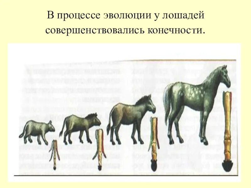 Проследить эволюцию