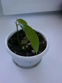 Манго в горшке из косточки