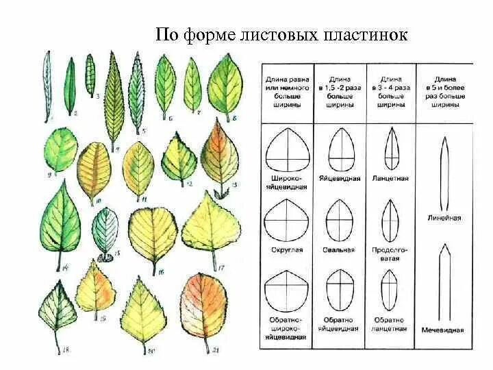 Форма листовой пластинки простого листа. Прямое основание листовой пластинки. Форма края листовой пластинки клена. Типы форм листовых пластинок. Четыре формы листа