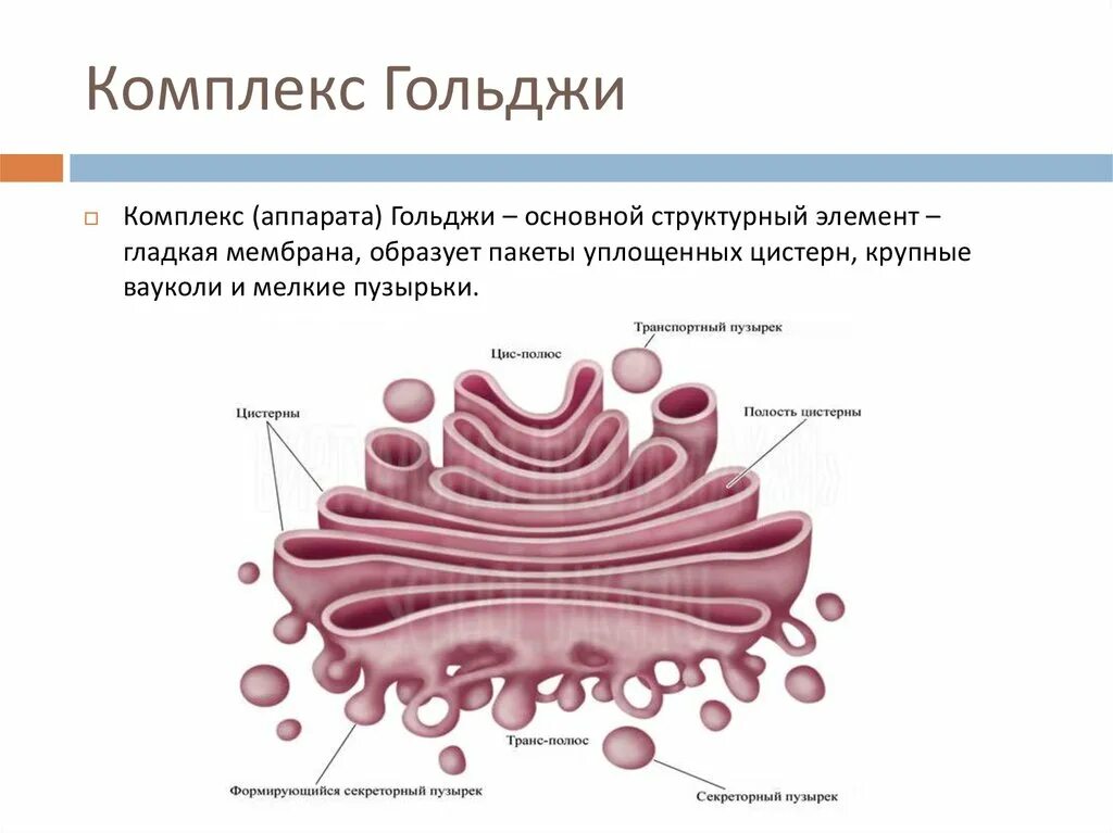 Какие мембранные структуры образует аппарат гольджи. Ультрамикроскопическое строение комплекса Гольджи. Аппарат Гольджи строение канальцы. Строение строение комплекса Гольджи. Строение ЭПС И комплекса Гольджи.