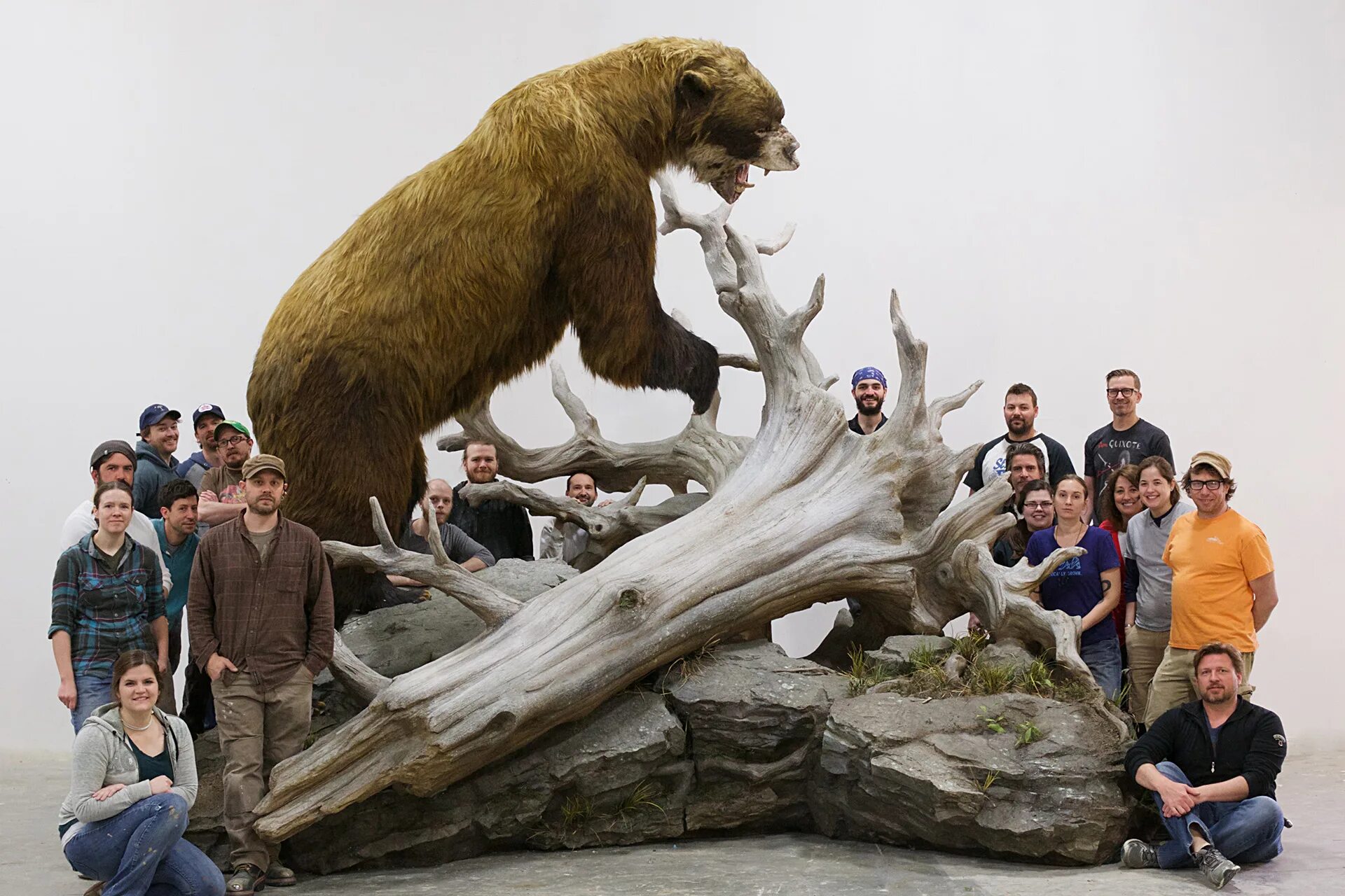 Гигантский Короткомордый медведь. Короткомордый пещерный медведь. Древний медведь Арктодус. Древний Короткомордый медведь.