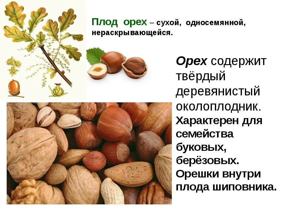 Слова что орехи без ядра. Орех характеристика плода. Характеристика плода орешек. Грецкий орех строение плода. Фундук характеристика плода.