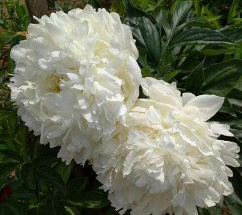 Piwonia 'Gardenia'