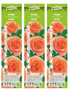 Семена алтая розы
