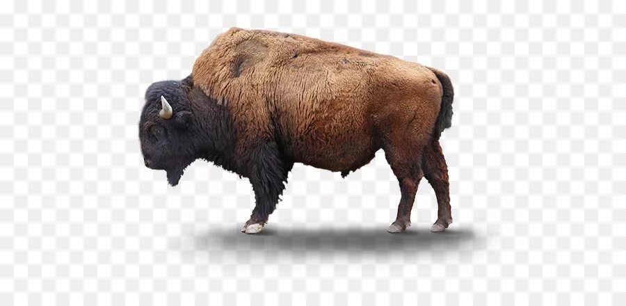 Зубр зтп. Бизон на белом фоне. Зубр зтп. Зубр зтп. Тепловая пушка зубр 3 квт.