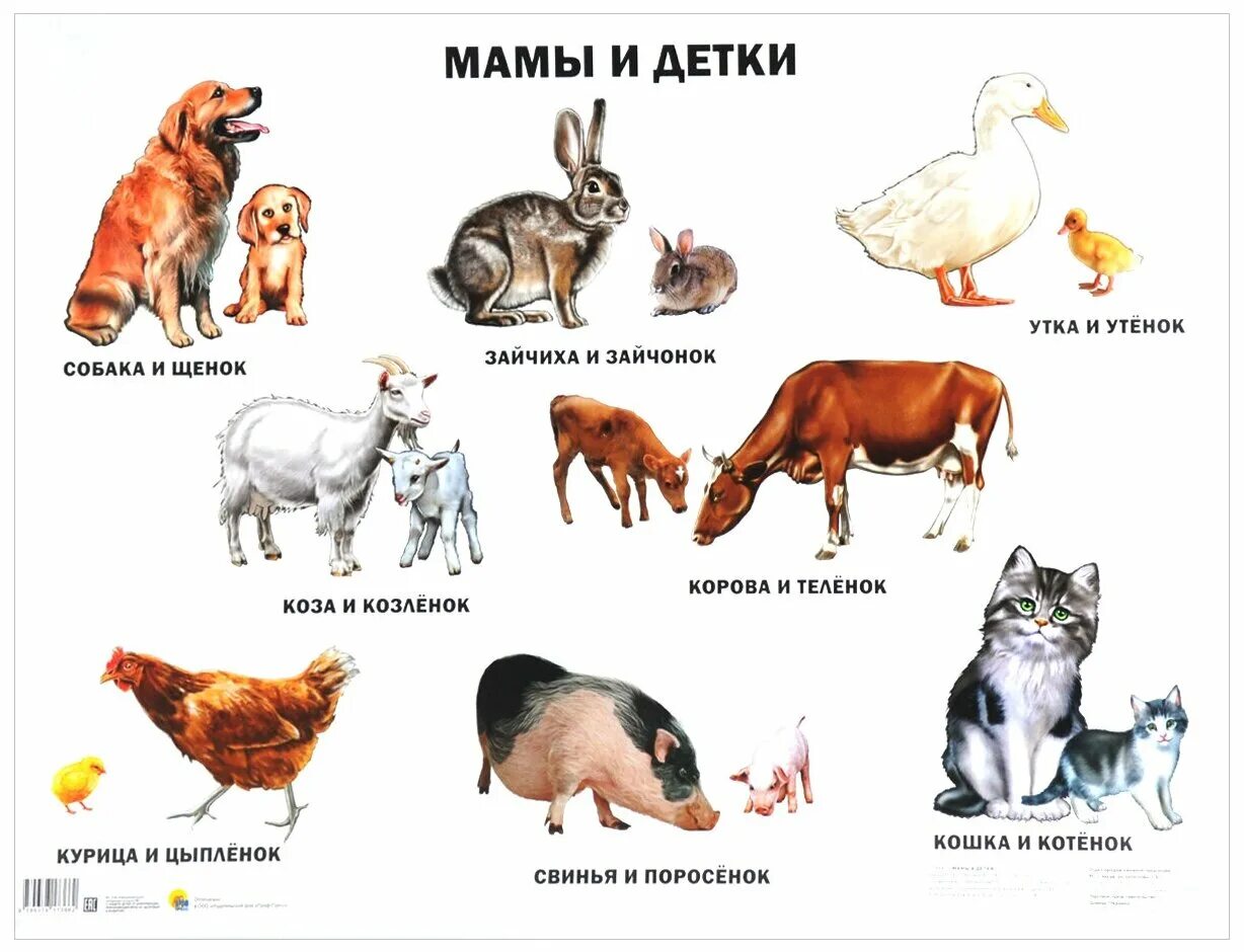 назови детенышей домашних животных. домашние и дикие животные для детей. семьи домашних животных. назовите мам животных. назовите мам животных.