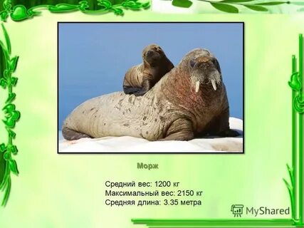 Сколько моржа