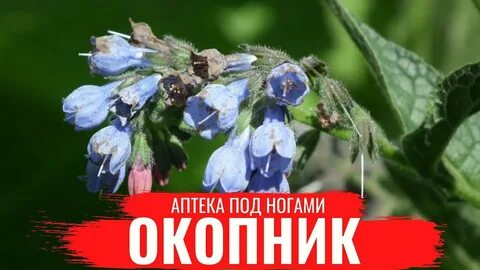 Окопник приготовление