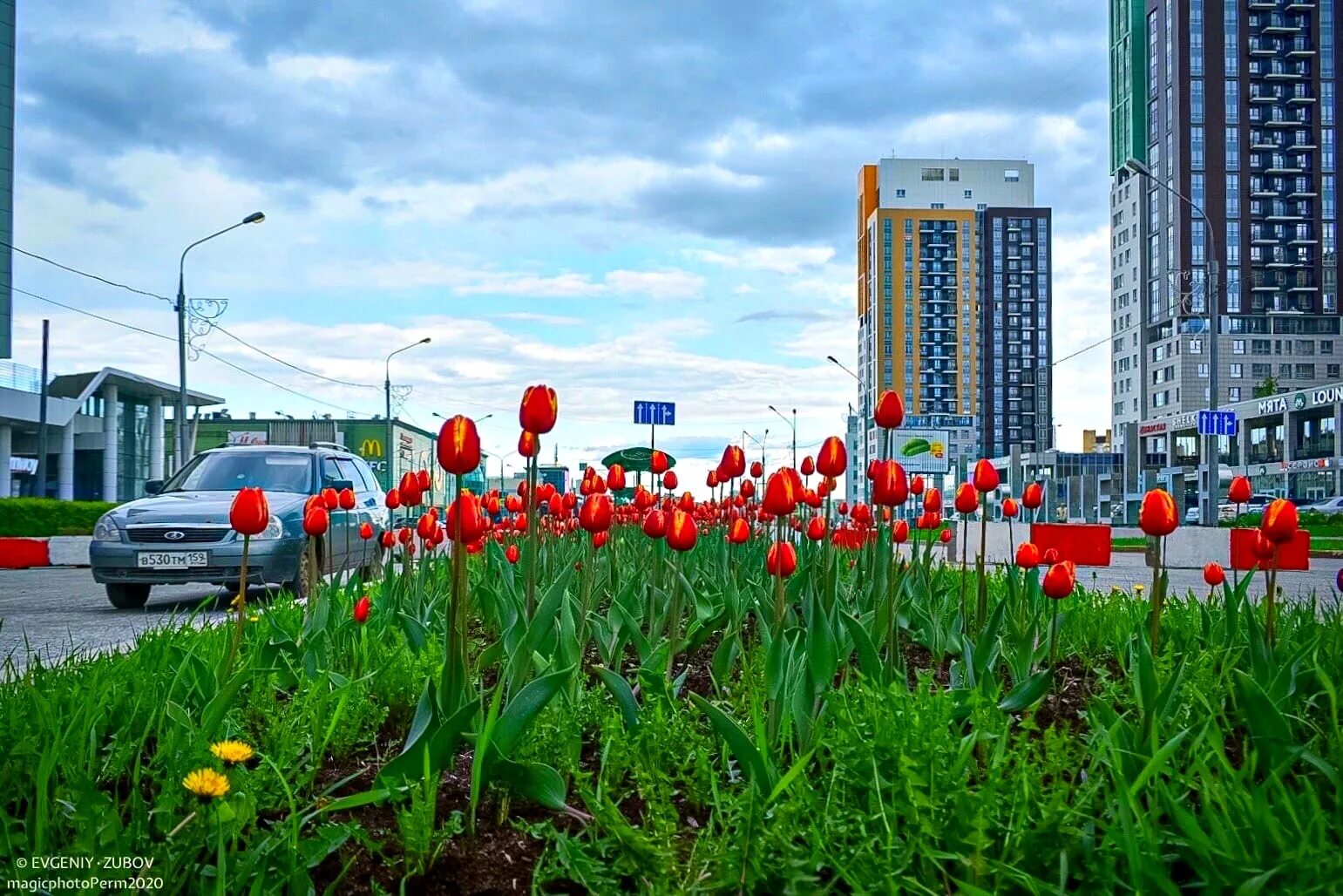 Тюльпаны нефтекамск. Аллея тюльпанов в Белгороде. Аллея тюльпанов Стерлитамак. Тюльпан Набережные Челны. Тюльпаны наб Челны.