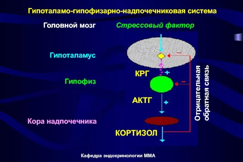 Регуляция функции гипоталамо-гипофизарно-надпочечниковой системы. Схема гипоталамо-гипофизарно-надпочечниковой системы. Гипоталамо-гипофизарно-надпочечниковая ось схема. Оценке функции гипоталамо-гипофизарно-надпочечниковой системы..