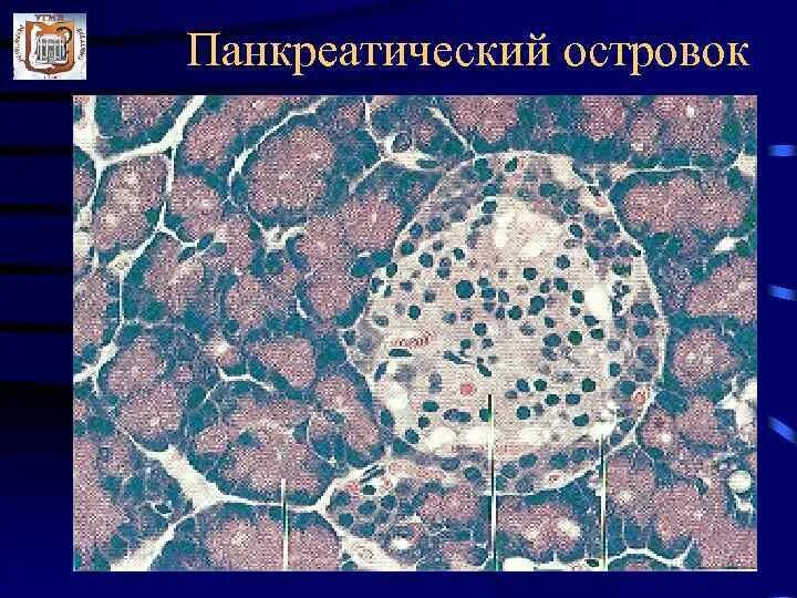 Сеченовский университет кафедра гистологии. В. Кафедра гистологии угму. Сеченовский университет кафедра гистологии. Кафедра гистологии угму.
