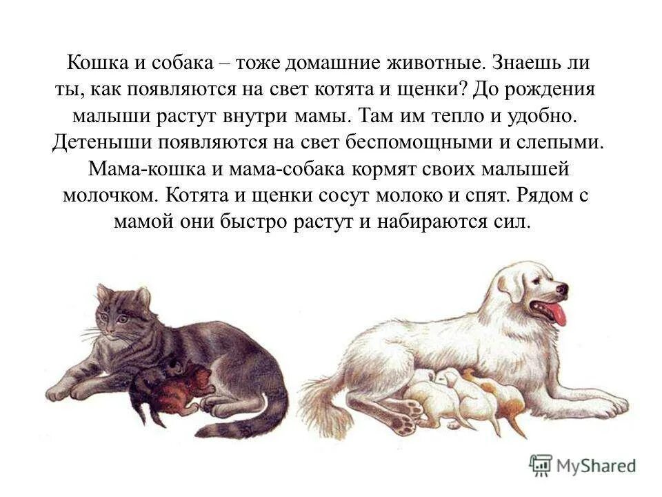 Можно ли брату и сестре собакам