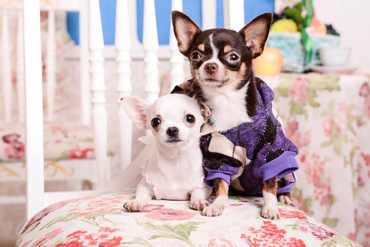 Порода собак чихуахуа. Чихуахуа дир гладкошерстный. Lapkins чихуахуа. Чихуахуа короткошерстные. Кутята чихуахуа.