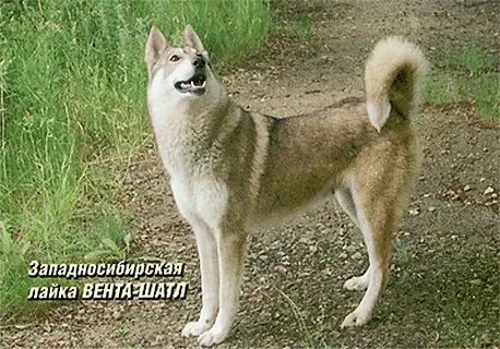Лайка собака вес