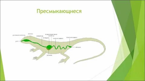 Есть ли у рептилий