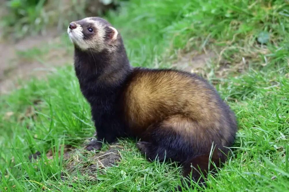 Светлый хорь – mustela eversmanni. Амурский степной хорек. Степной хорь (mustela eversmanni). Амурский степной хорь красная книга. Светлый хорь – mustela eversmanni.