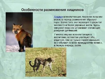 Хищные кратко