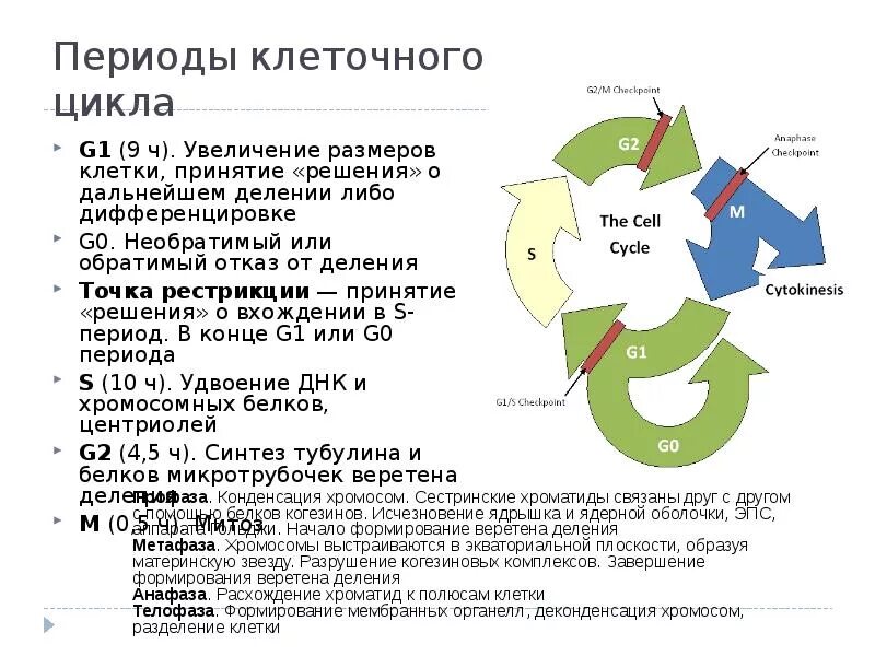 Фазы клеточного цикла. Периоды клеточного цикла. Периодизация клеточного цикла. Характеристика клеточного цикла.