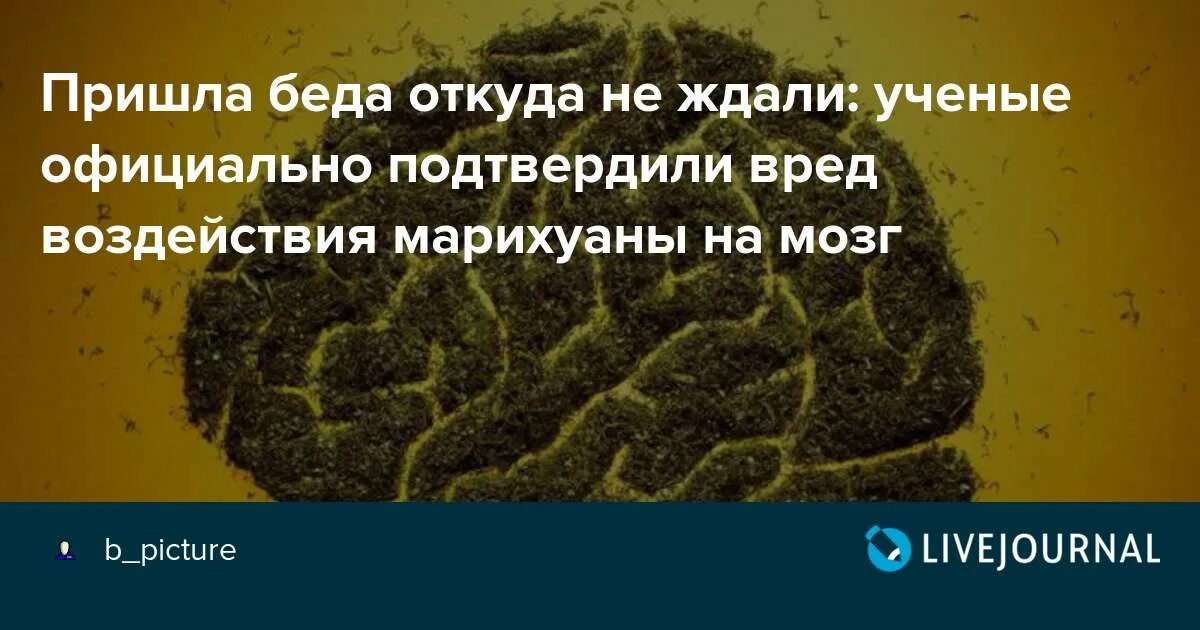 Беда приходит откуда не ждали. Воздействие марихуаны на мозг. Мозг курильщика марихуаны. Пришла беда откуда не ждали.