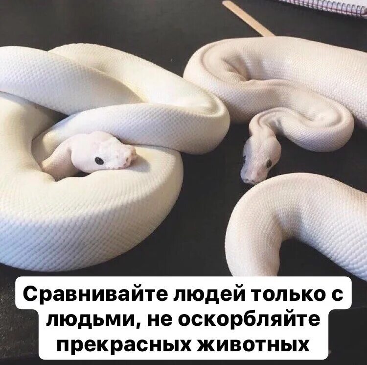 Уши у змей. Слух у змей. Орган слуха у змей.