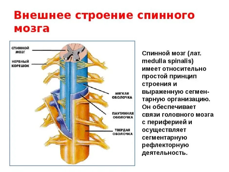 Головной и спинной строение и функции. Общее строение спинного мозга. Наружное строение спинного мозга. 1. Строение спинного мозга. Спинной мозг строение и функции.