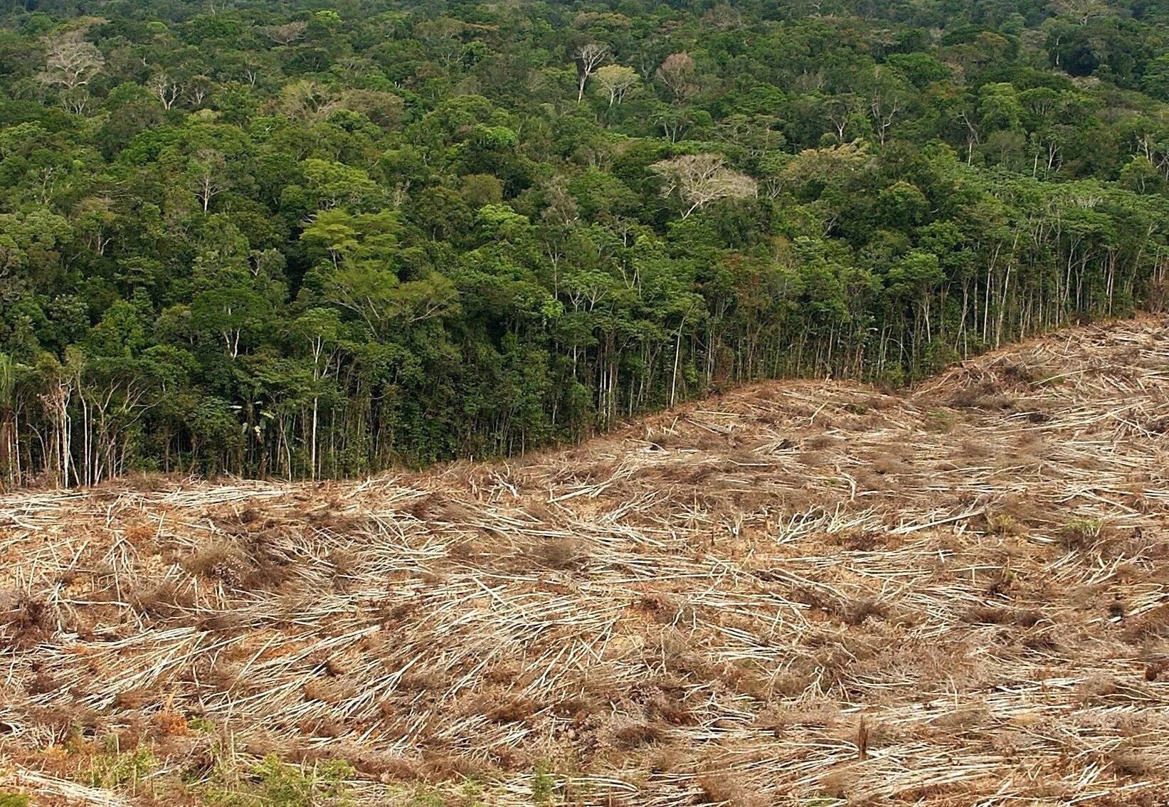 Обезлесивание. Обезлесение Перу. Вырубка лесов. Вырубка тропических лесов. Леса амазонки вырубка.