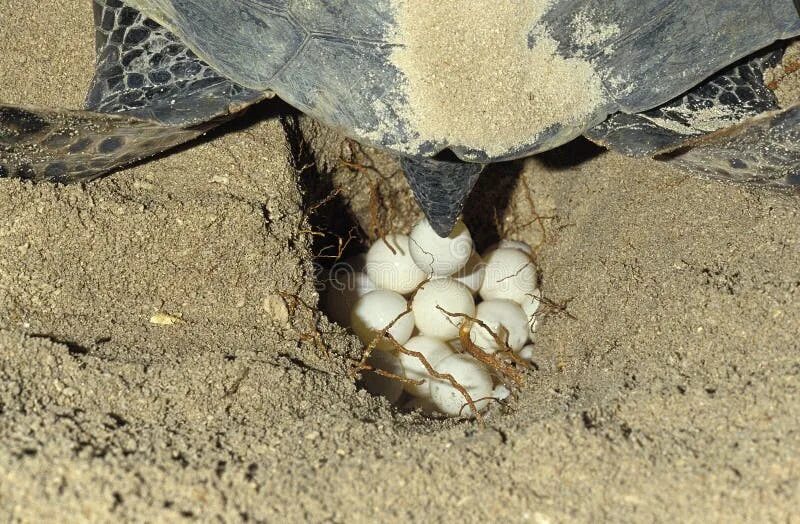 Turtles laying eggs