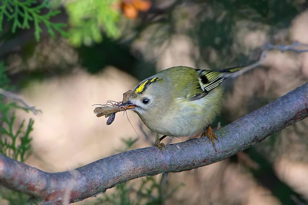 Где живут корольки. Где живут корольки. Желтоголовый королёк. Желтоголовый королек птичка. Где живут корольки.