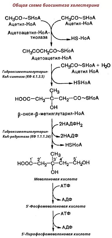 Ферменты холестерина. Синтез холестерина схема. Схема биосинтеза холестерина. Схема синтеза холестерола. Синтез холестерола до мевалоновой кислоты.
