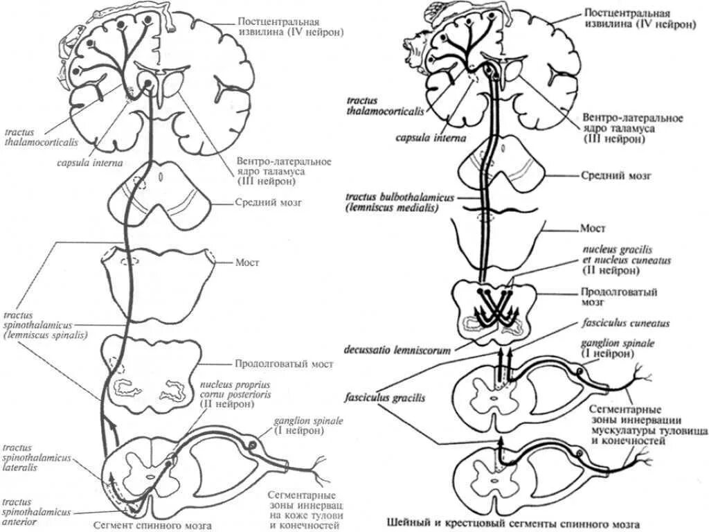 Болевой центр в мозге. Схема проводящих путей центральной нервной системы. Проводящие пути головного и спинного мозга анатомия схема. Экстрапирамидные) проводящие пути головного и спинного мозга.. Проводящие пути ЦНС анатомия схема.