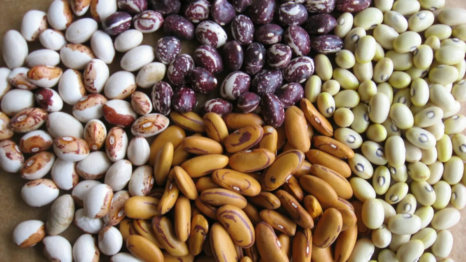 Разновидности фасоли. Ловия фасоль. Фасоль зерно. Фасоль сорт индиана. Семена бобовых культур.