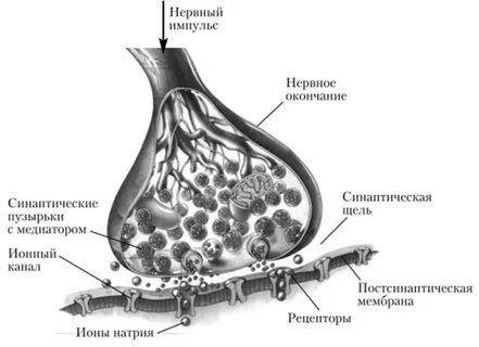 Передача нервных