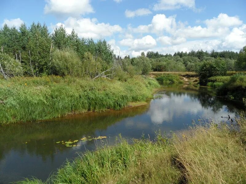 Звана фото. Река звана. Река Остречина сведения. Река в Дмитрово Черкассах. Дмитрово озеро Белозерский район.