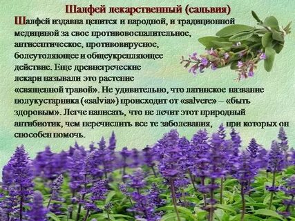 Полезные свойства шалфея для женщин