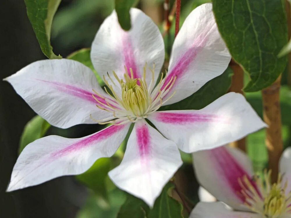 Клематис Андромеда. Клематис Clematis Andromeda. Клематис Андромеда Clematis Andromeda. Клематис крупноцветковый Андромеда.