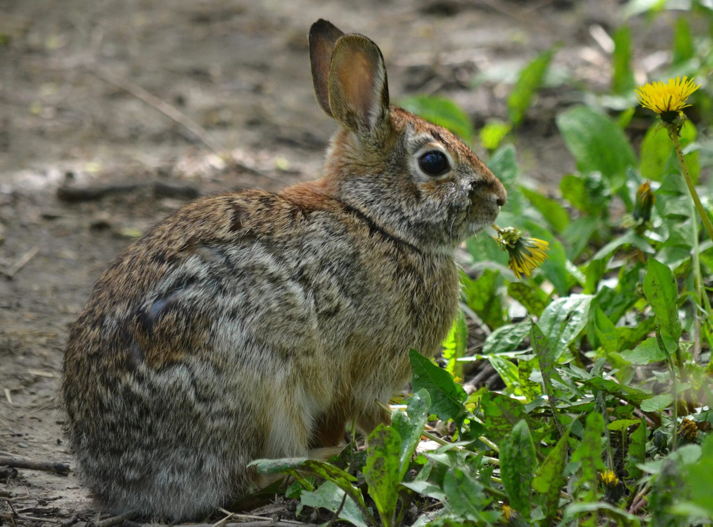 пестрый заяц. кролики породы бабочка. крольчата породы бабочка. дикий кролик. карликовая бабочка кролик.
