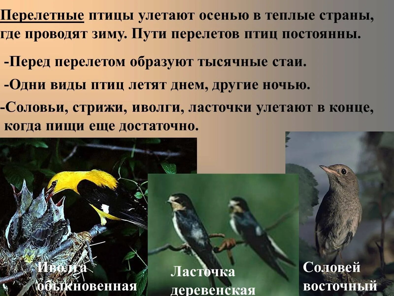 Ночная жизнь птиц. Сезонные явления в жизни птиц. Приспособление птиц к сезонным явлениям природы. Сезонные явления в жизни птиц перелеты птиц. Куда улетают птицы зимой.